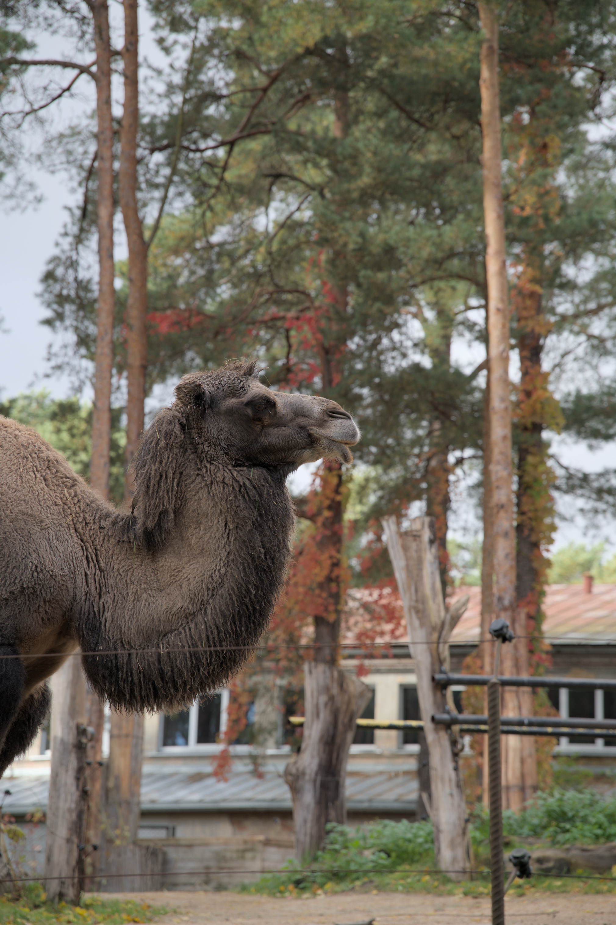 2025/10/12 - zoo/DSC_0046.jpg